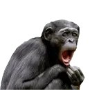 Стикер Monkey