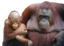 Стикер Monkey
