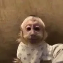 Обезьяны Кэндис 4