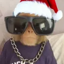 Стикер Обезьяны Кэндис 4