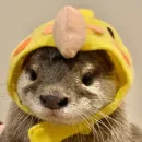 otter