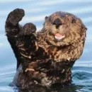 Стикер otter