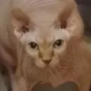 О мои глаза