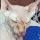 Стикер О мои глаза