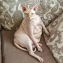 Стикер О мои глаза