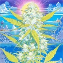 Стикер OpalOceanBreeze