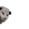 Opossum Coming