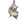 Стикер Opossum Coming