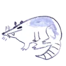 Стикер osier_forest_opossum