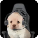 Dogs