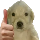 Стикер Dogs
