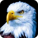 Eagles
