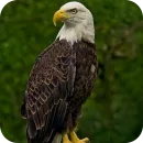 Стикер Eagles