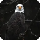 Стикер Eagles