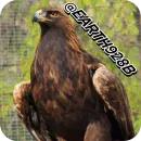Стикер Eagles