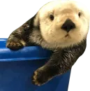 Стикер Otters Gotta Ott 4