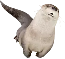 Стикер Otters Gotta Ott 4