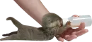 Стикер Otters Gotta Ott 4