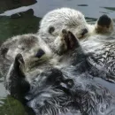 Стикер Выдры