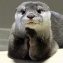 Стикер Выдры