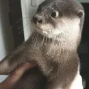 Стикер Выдры