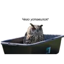 Owl Yoll and Co