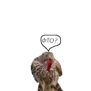 Стикер Owl Yoll and Co