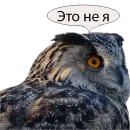 Стикер Owl Yoll and Co