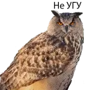 Стикер Owl Yoll and Co
