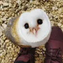 Совушки