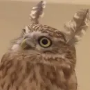 Стикер Совушки