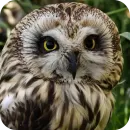 Owls
