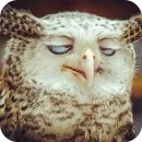 Стикер Owls