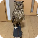 Стикер Owls