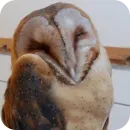 Стикер Owls
