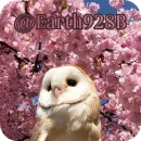 Стикер Owls