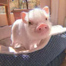 Piggy