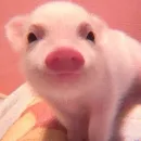Стикер Piggy