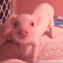 Стикер Piggy
