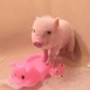 Стикер Piggy