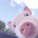 Стикер Piggy