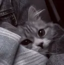котятки