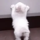 Стикер котятки