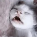 Стикер котятки