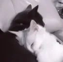 Стикер котятки