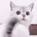 Стикер котятки