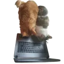 Стикер Cats