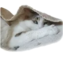 Стикер Cats