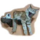 Стикер Cats