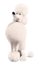 Стикер SecretLivePets